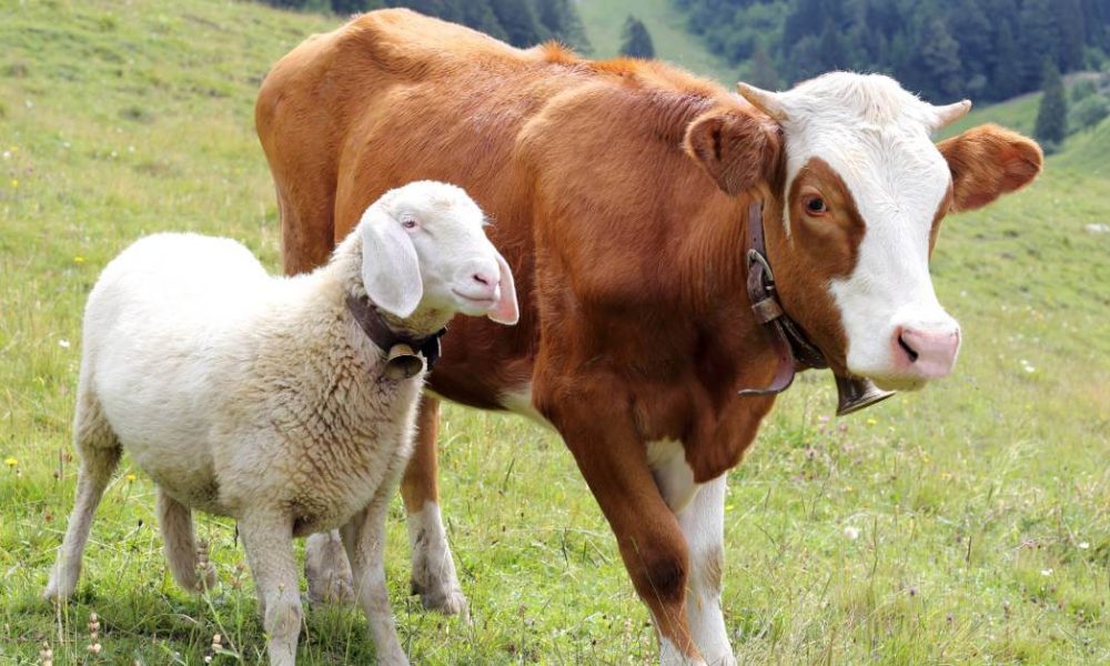 qurban-idul-adha